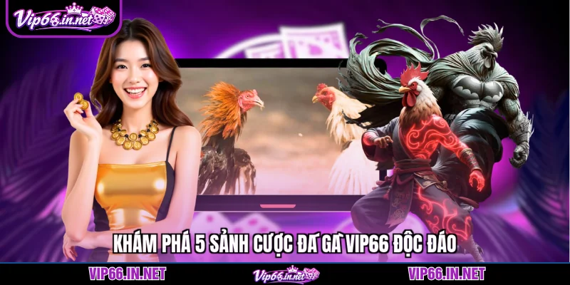 Đá gà VIP66 - 5 sảnh cược độc quyền hàng đầu