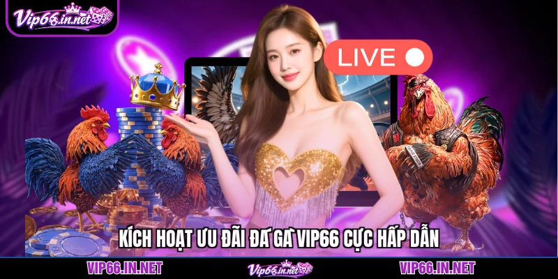 Đá gà VIP66 - 5 sảnh cược độc quyền hàng đầu